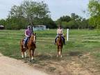 Wyatt~Gentle & Gorgeous*Western Dressage/Family/Trail QH Gelding