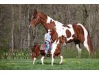 Meet Thunder Chestnut Tobiano Spotted Saddle Gelding - Available on