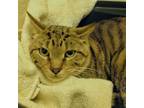 Adopt Spud a Domestic Short Hair