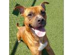 Adopt Theo a Boxer, Pit Bull Terrier
