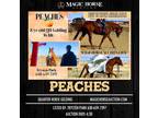 Peaches~Athletic*Good Minded*Gentle All Around Family/Trail QH Gelding~