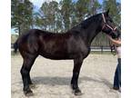 Registered Percheron mare