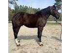 Pretty Percheron gelding