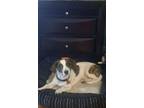 Adopt Kris a Beagle, Australian Shepherd