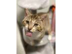 Adopt Merle a Domestic Short Hair