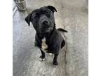 Adopt Reo a Black Labrador Retriever