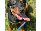 Adopt Cojo a Rottweiler, Shar-Pei