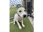 Adopt River (Blue) a Mixed Breed