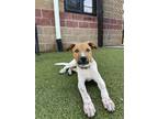 Adopt Trout a Mixed Breed