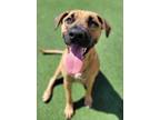 Adopt Clouse a German Shepherd Dog, Pit Bull Terrier