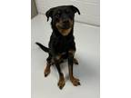 Adopt Rex a Rottweiler