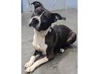 Adopt Jax a Pit Bull Terrier, Mixed Breed