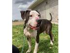Adopt Spud a Pit Bull Terrier, Mixed Breed