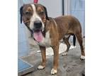 Adopt Greer-NOT AVAILABLE UNTIL 4/22/24 a Pit Bull Terrier, Mixed Breed