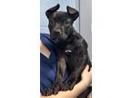 Adopt Porter a Pit Bull Terrier, Mixed Breed
