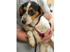 Adopt Landon a Beagle, Mixed Breed