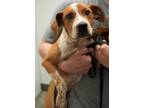Adopt Branch a Cattle Dog, Mixed Breed