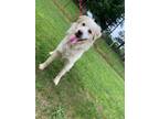 Adopt Snowcone a Great Pyrenees, Mixed Breed