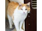 Adopt Theodore a Domestic Short Hair