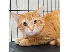 Adopt Nemo a Domestic Short Hair