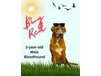 Adopt Big Red a Bloodhound