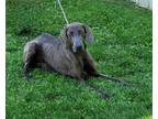 Adopt Rolo a Weimaraner