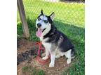 Adopt Dakota a Siberian Husky