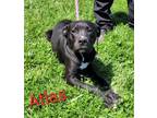 Adopt Atlas a Pit Bull Terrier