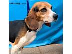 Adopt Silas a Beagle