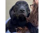 Adopt Manny a Black Labrador Retriever