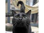 Adopt Woods a Domestic Short Hair