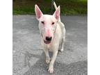 Adopt Nosewise a Bull Terrier