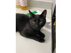 Adopt Reid (Sharpie) a Domestic Short Hair