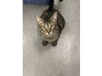 Adopt Renly (Percey) a Domestic Short Hair