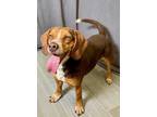 Adopt Bonito a Beagle