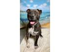 Adopt King a Pit Bull Terrier