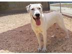 Adopt Pongo a Dalmatian, Labrador Retriever