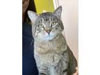 Adopt Stolas (Undercat) a Domestic Medium Hair, Domestic Short Hair