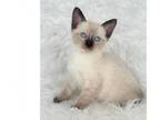 Snowshoe Siamese