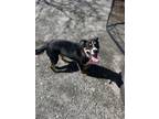 Adopt Bernie a Greater Swiss Mountain Dog, Black Labrador Retriever