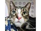 Adopt Iron a Domestic Short Hair