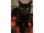 Adopt Spanky a Domestic Short Hair