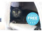 Adopt Eli a Domestic Short Hair