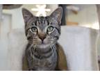 Adopt Just the Beginning a Domestic Short Hair