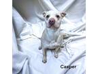 Adopt Casper a Terrier, Mixed Breed