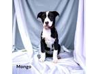 Adopt Mongo a Terrier, Mixed Breed