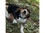Adopt Rip a Beagle, Mixed Breed