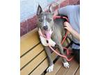 Adopt Rocket a Mixed Breed