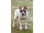 Adopt Blizzard a Mixed Breed