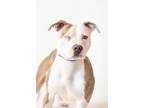 Adopt Bronco Sport a Mixed Breed